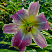 It's a secret Daylily
